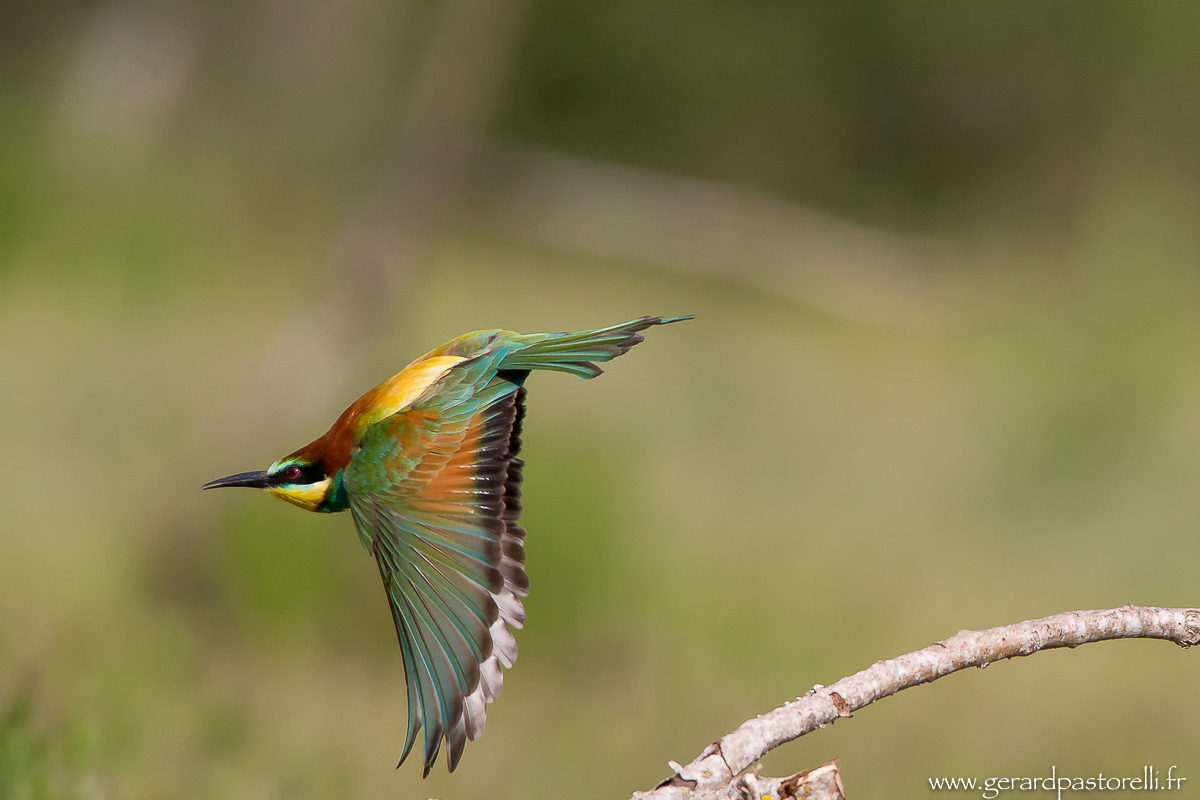 Bee eater 94